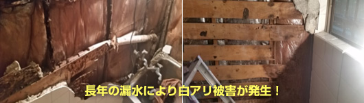 白アリ